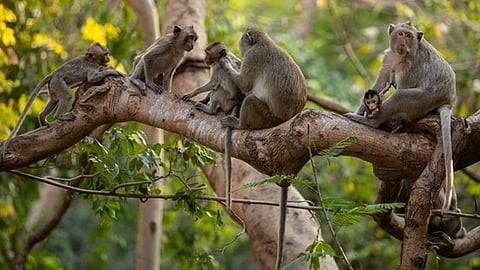 20-month-old baby rescued after monkey snatches him from well