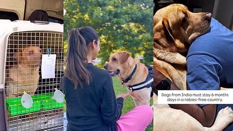 Couple Spends Rs 15 lakh To Relocate Pet Dog To Australia