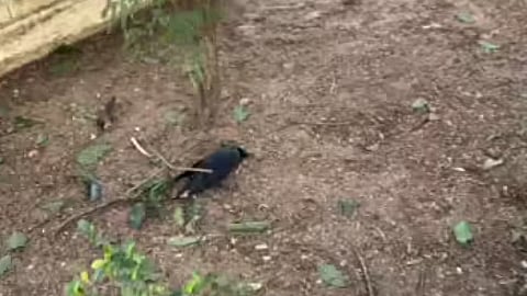 
Crows found dead in Tamil Nadu