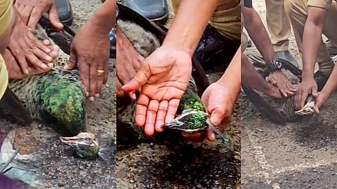 fire and rescue team give cpr to peacock