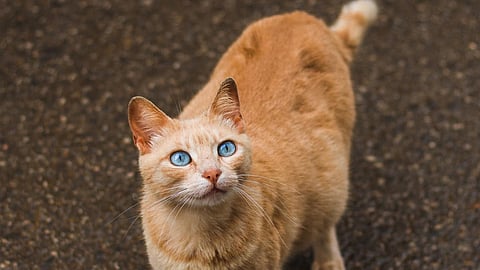 pregnant cat kidnapped, case against 9 people