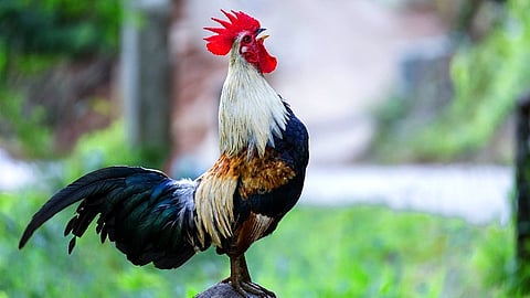 ‌cricket tournament reward as live rooster