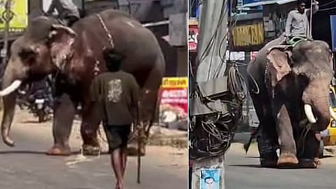 palakkad thrithala elephant attack