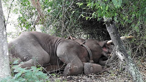 wild elephant rivaldo dies