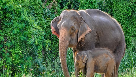 Thailand uses birth control vaccine to curb elephant population near expanding farms