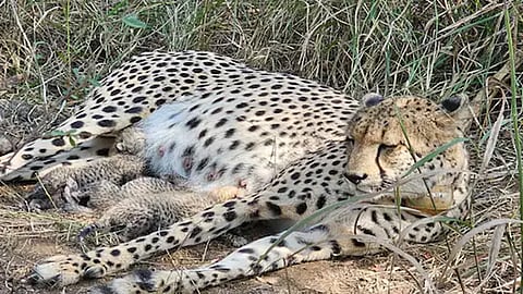 Three cheetah cubs born at MP's Kuno National Park