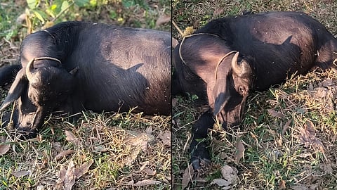 Buffalo trampled to death by wild elephant in Kothamangalam