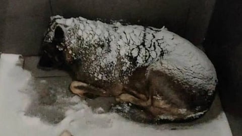 company delivery boy layoff on giving blanket to dog