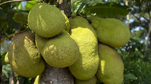 patient injured after jackfruit falls on head at pathanamthitta general hospital