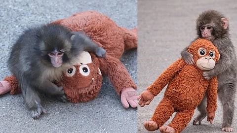 punch baby orangutan toy