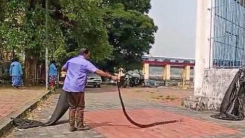 Huge king cobra caught