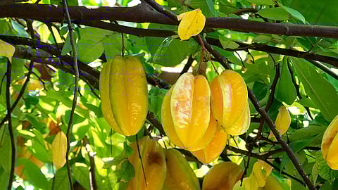 Star fruits should not be eaten by kidney patients.
