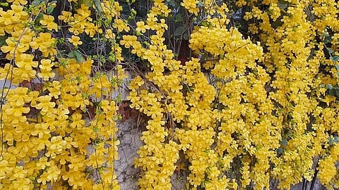 Cats claw plant flowering and problems