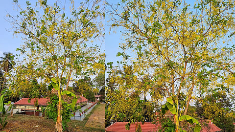 cassia fistula konnappo in Sastha temple in Kota