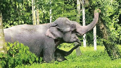 Wild elephant attack in Thrissur chimney