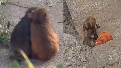 Punch the monkey and his new girlfriend