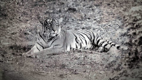 Periyar Tiger Reserve 75 Years