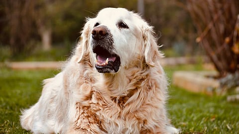 Bengaluru Couple Spending Rs 15,000 On Pet Dog