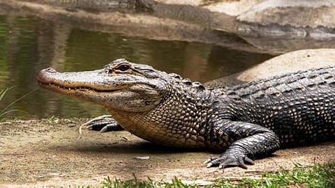 plans to release crocodiles on the Bangladesh border!