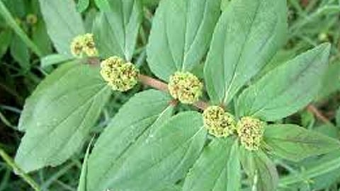  Do you know Amman Pacharashi?