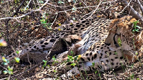 indian born cheetah kgp 2 gives birth to 4 cubs in kuno national park