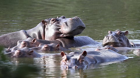 Columbia to cull Escobar's cocaine hippos