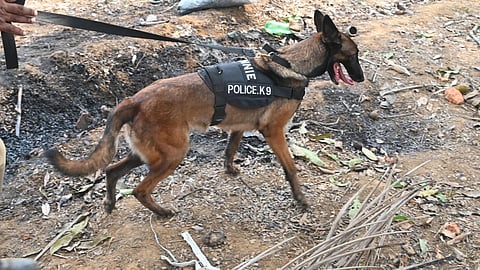 thrissur fire cracker blast, cadavar dogs for search