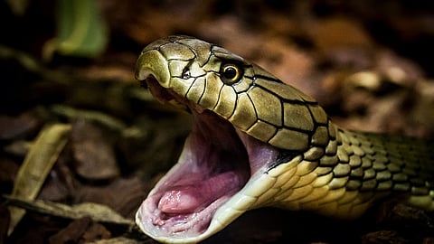  Snakebite: Caution, prevention, and treatment required