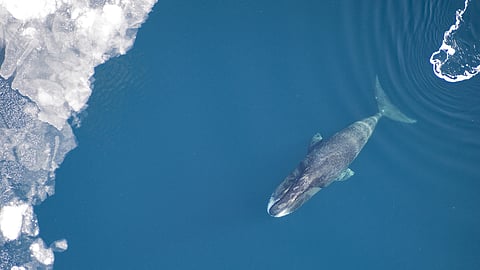 bowhead whale dna longevity study