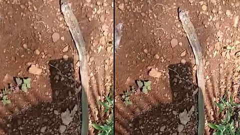snake died after falling jackfruit