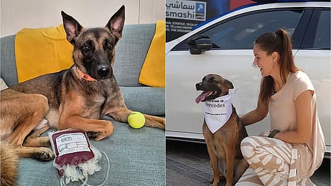 UAE dog pluto