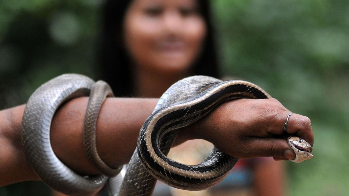 Special project to prevent snakebite deaths