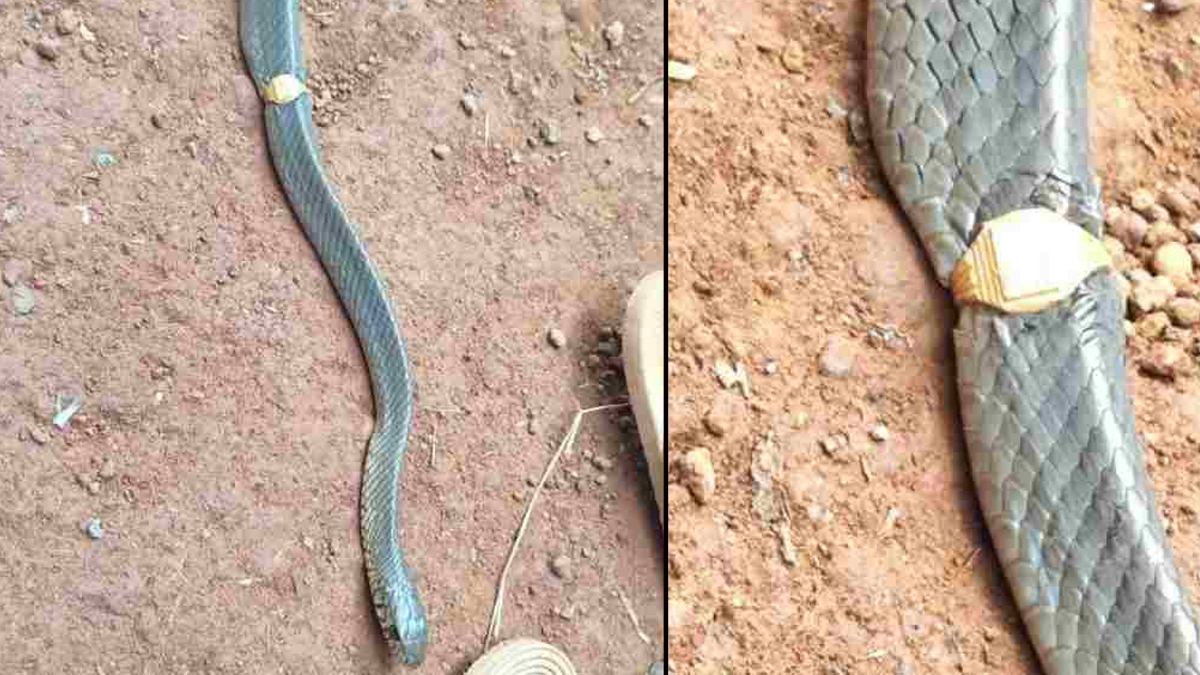 snake caught wearing gold ring in kasargod