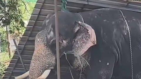 elephant trampled a man in  Irinjalakuda Koodalamanykyam temple