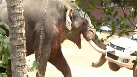 man killed by elephant in angamali