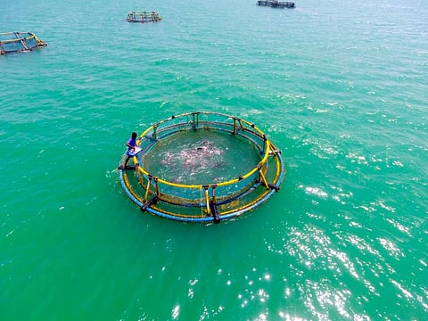 Mariculture can provide decent income to coastal communities, says CMFRI study