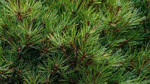 Himachal Pradesh government mulls producing CBG from pine needles