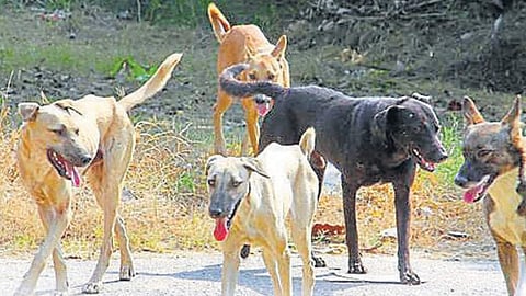 Pet lovers gate-crash seminar on stray dog menace at Constitution Club