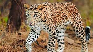 Man seriously injured in leopard attack