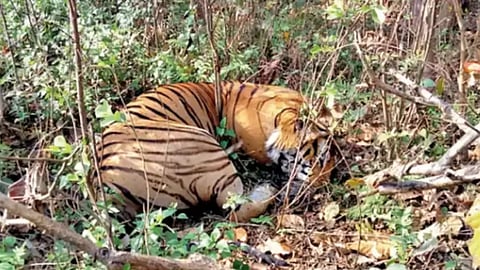 Post-mortem report of 2 of 4 tigers dead in Dudhwa show head injuries