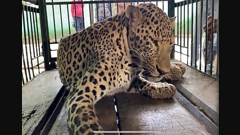 Leopard with whom villagers took selfies with, still undergoing treatment at Indore Zoo