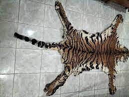 Three arrested for possession of tiger skin, nails in Mumbai
