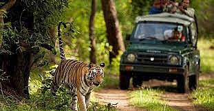 SC directs Uttarakhand govt to take steps to restore Corbett Tiger Reserve    