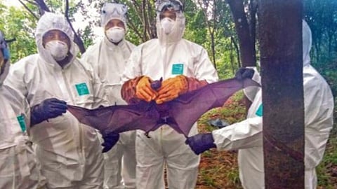 ICMR detects Nipah virus presence in bats in Wayanad: Kerala govt