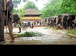 Mahout Killed by Aggressive Tusker at Guruvayur Devaswom Elephant Camp, Kerala