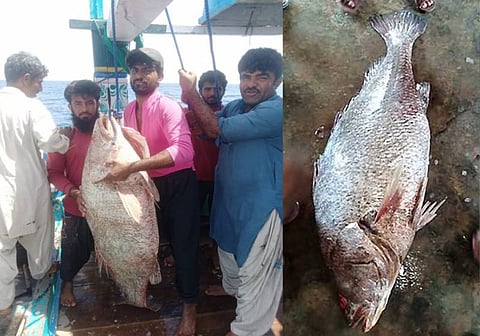 Pakistani Fisherman Strikes Gold: Millionaire Overnight Selling Rare Medicinal Golden Fish