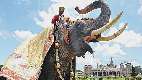 Mysuru Dasara's centrepiece jumbo Arjuna killed by wild tusker