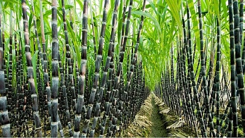 Punjab CM's meagre sugarcane price hike disappoints farmers