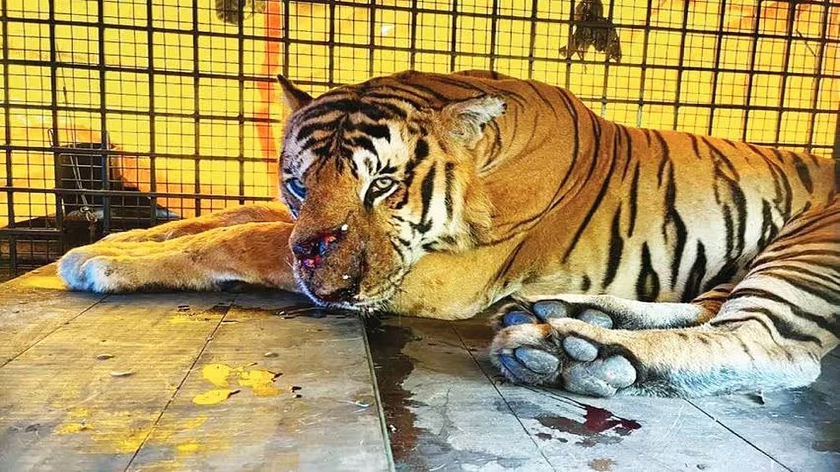 Man eater Tiger, caught from Wayanad, was brought to Puthur Zoological park, Thrissur 