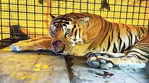 Adult tiger suspected of killing tribal man trapped